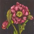 Appalachian Mountain Rose by Mary Lyn Gough